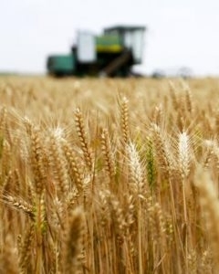 США и Канада теряют хлебные места