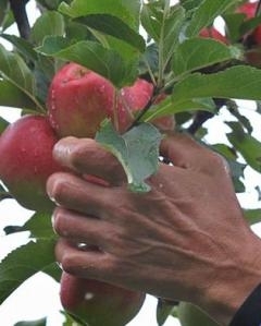 На яблоки в Польшу: «Тут тебе не Майдан!»